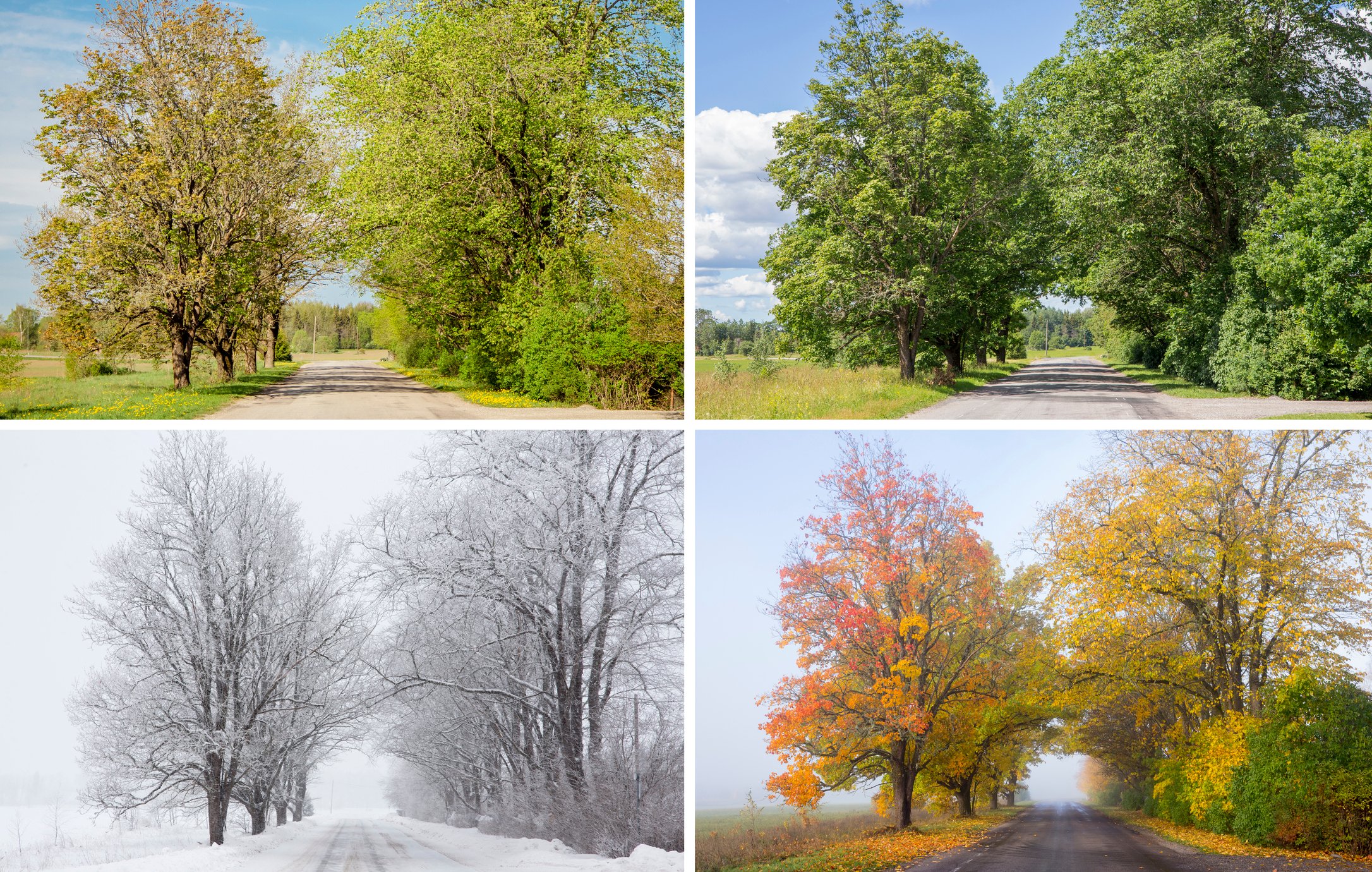 Seasons in russia. Времена года. Пейзаж по временам года. Времена года картинки.